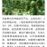 紫香一号百香果苗台农
