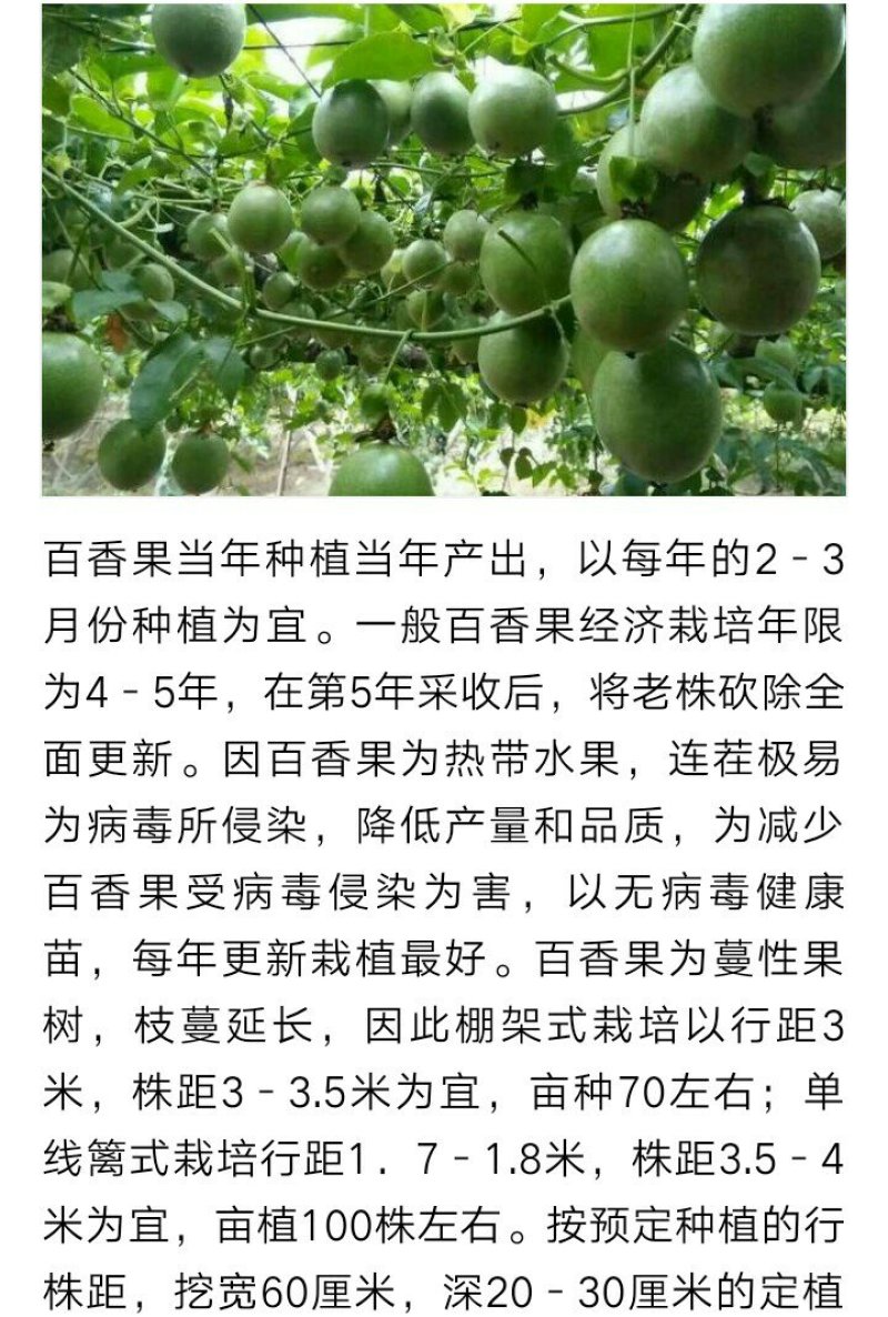 紫香一号百香果苗台农