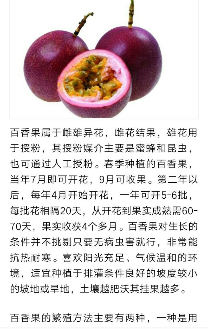 紫香一号百香果苗台农