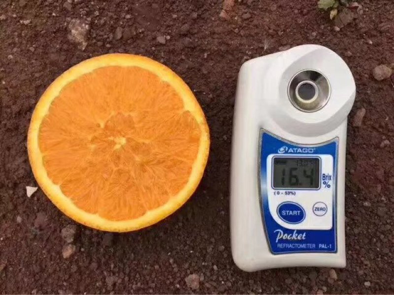 精品夏橙秭归夏橙产地批发诚信经营可视频看货！