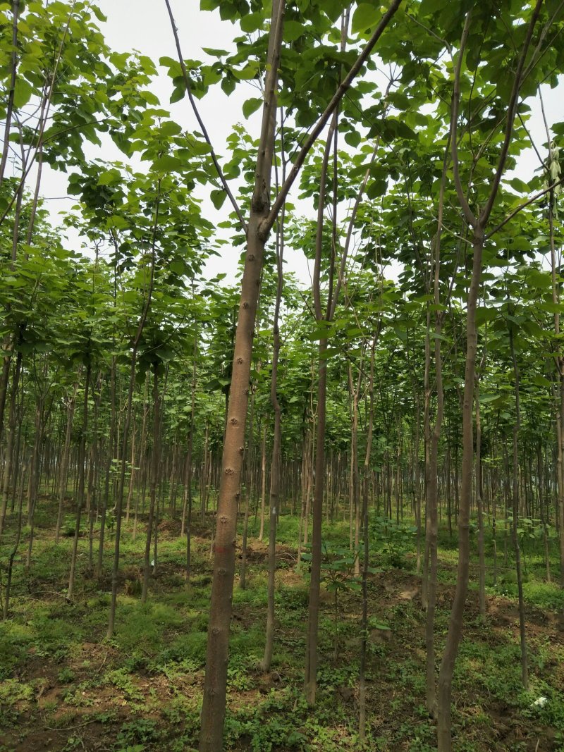 梓树二到十公分质优价廉规格全量大