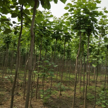 梓树二到十公分质优价廉规格全量大