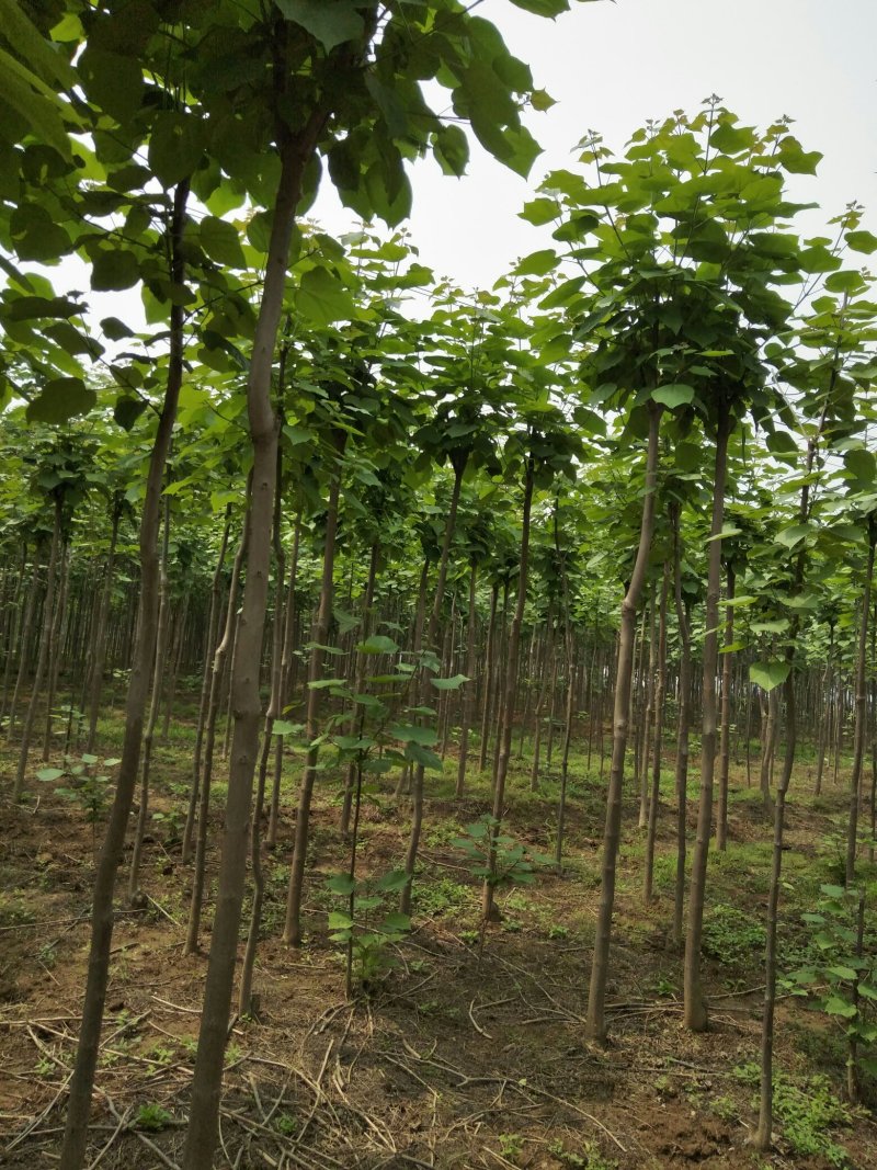 梓树二到十公分质优价廉规格全量大