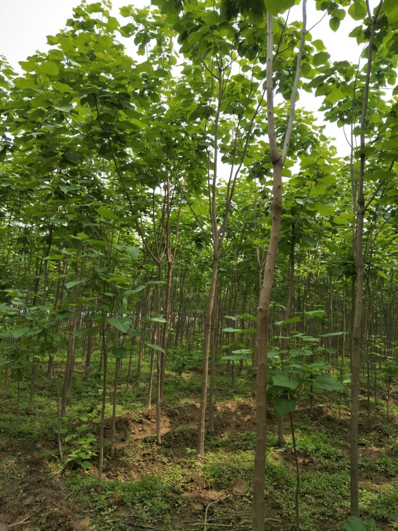 梓树二到十公分质优价廉规格全量大
