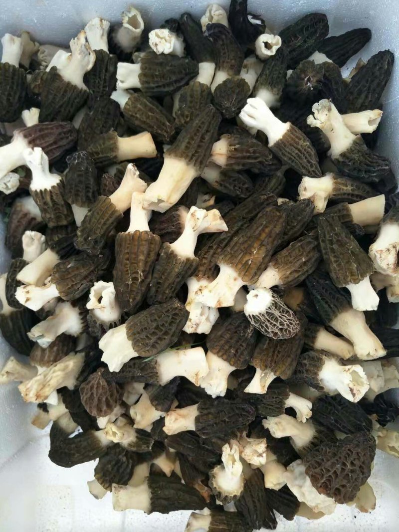 冻品羊肚菌25公斤批发