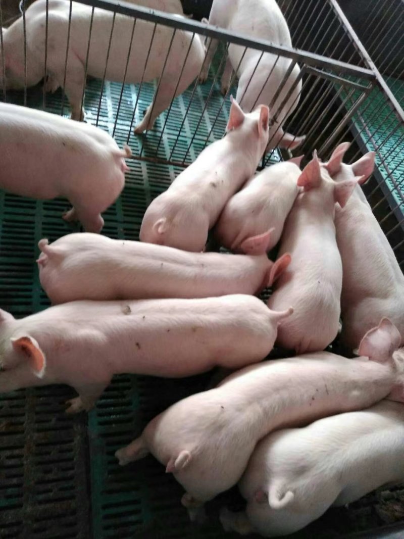 二元母猪，杜洛克纯种