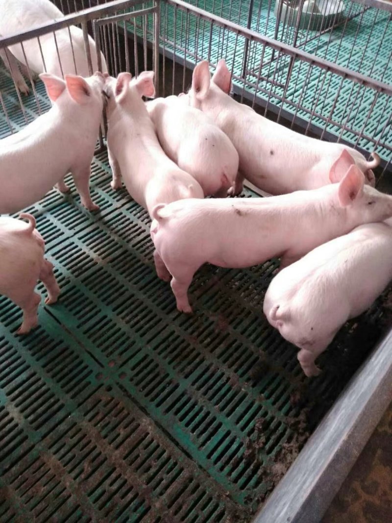 二元母猪，杜洛克纯种