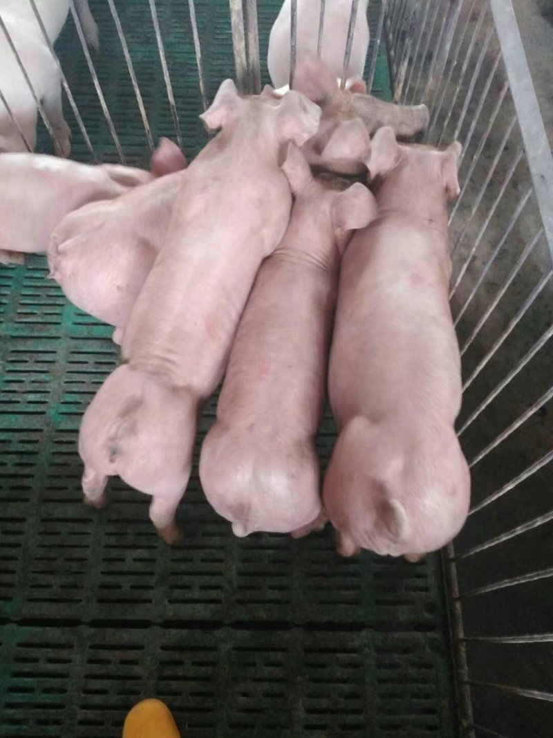 二元母猪，杜洛克纯种