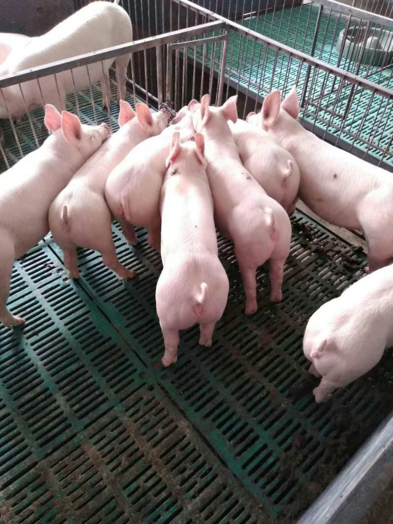 二元母猪，杜洛克纯种