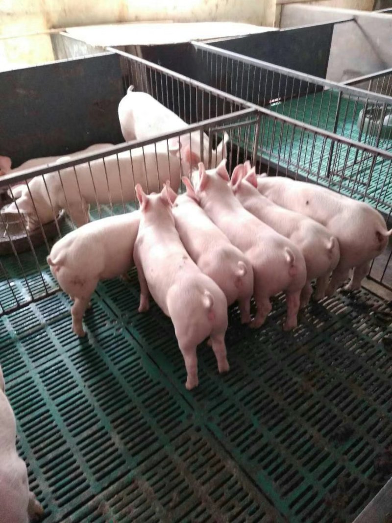 二元母猪，杜洛克纯种