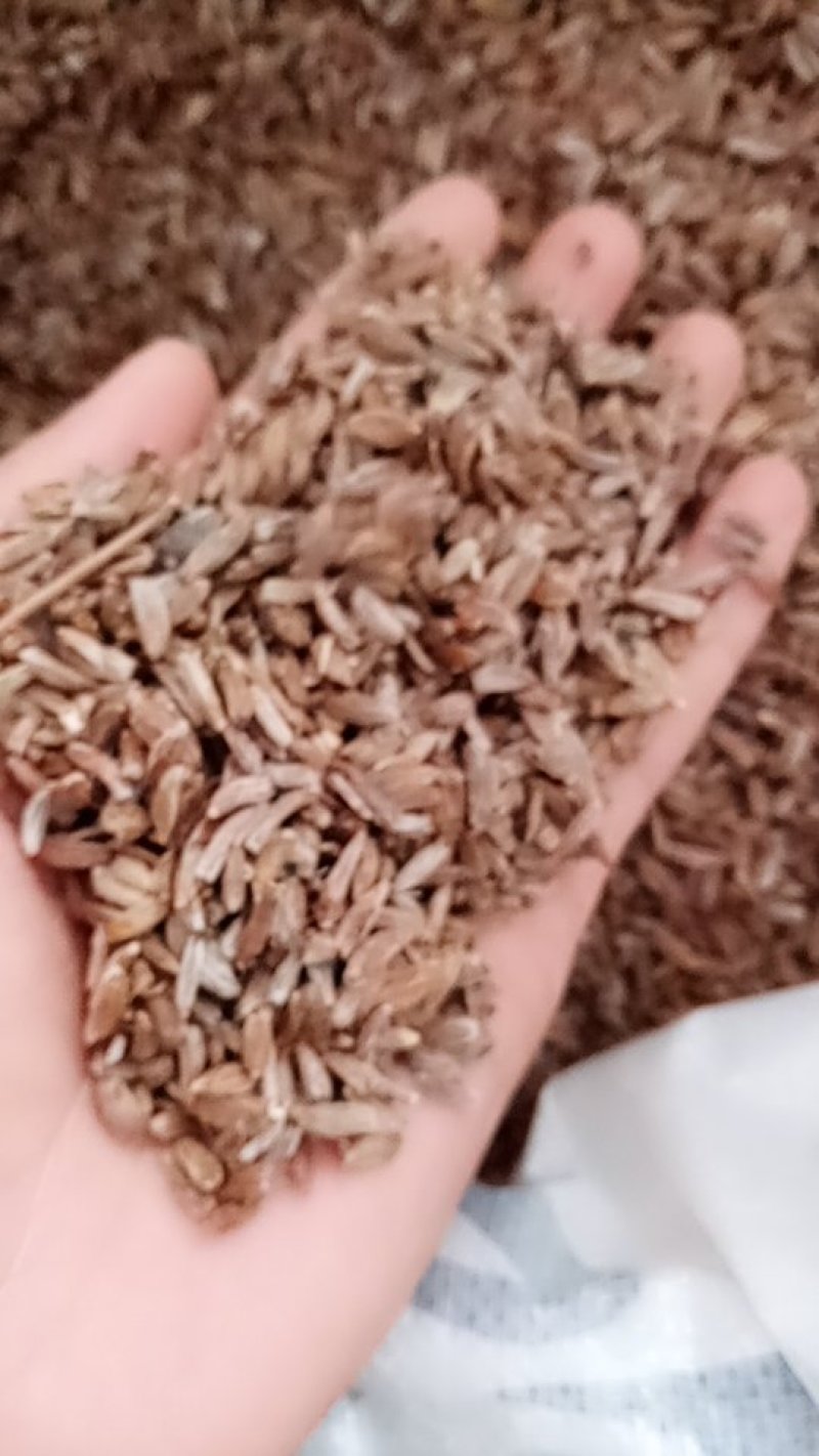 改良白术籽