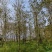 黄花风铃木