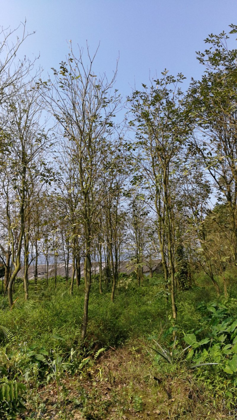 黄花风铃木