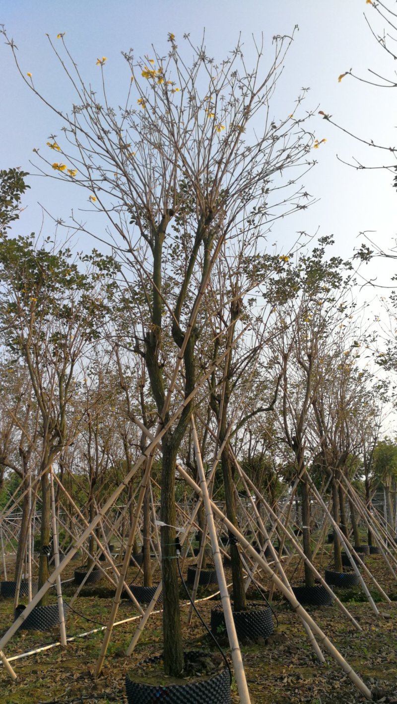 黄花风铃木