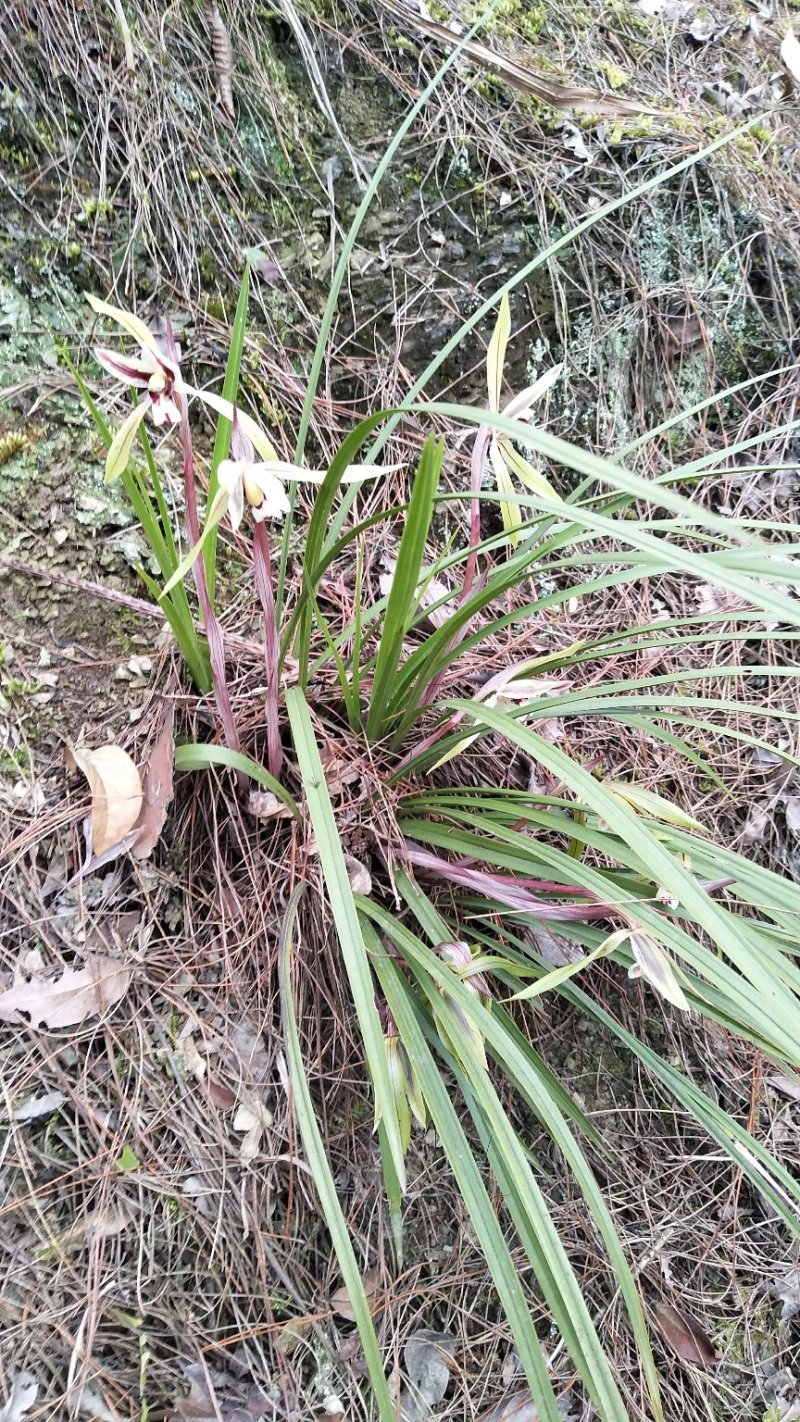 野生红花春兰