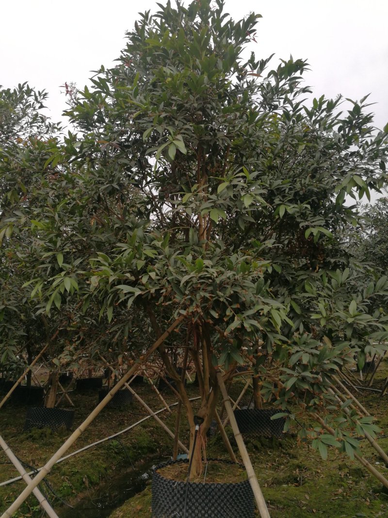 水蒲桃