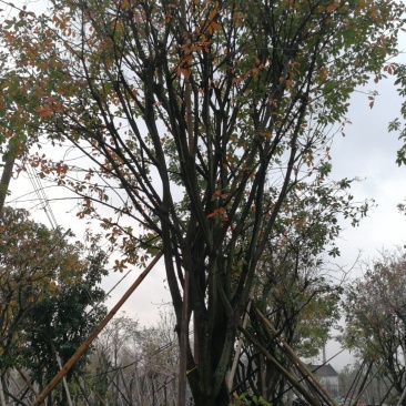 红花玉蕊，D30-70分，高7-12米，冠4-6米