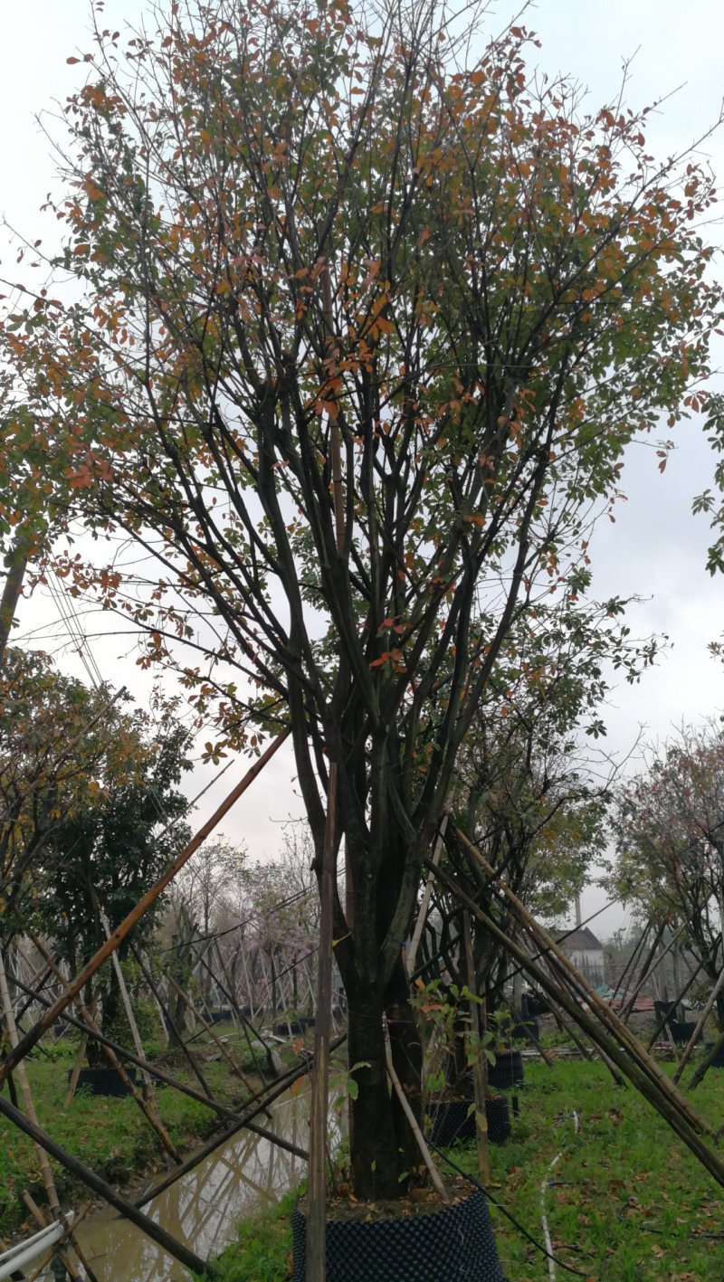 红花玉蕊，D30-70分，高7-12米，冠4-6米