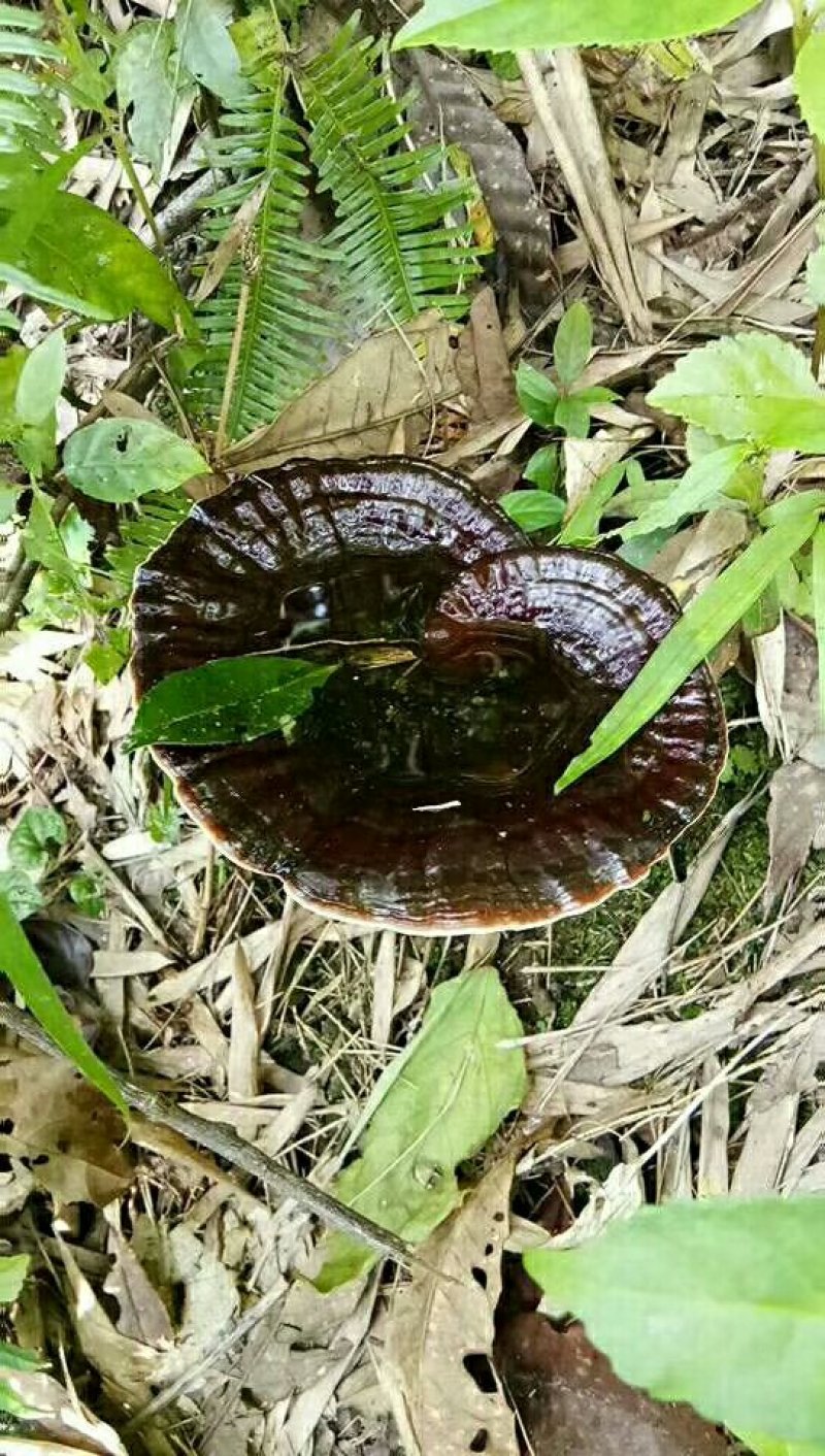野生黑灵芝