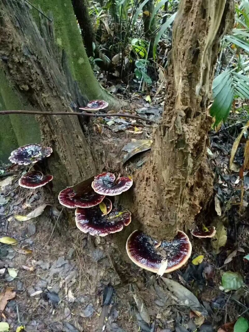 野生黑灵芝