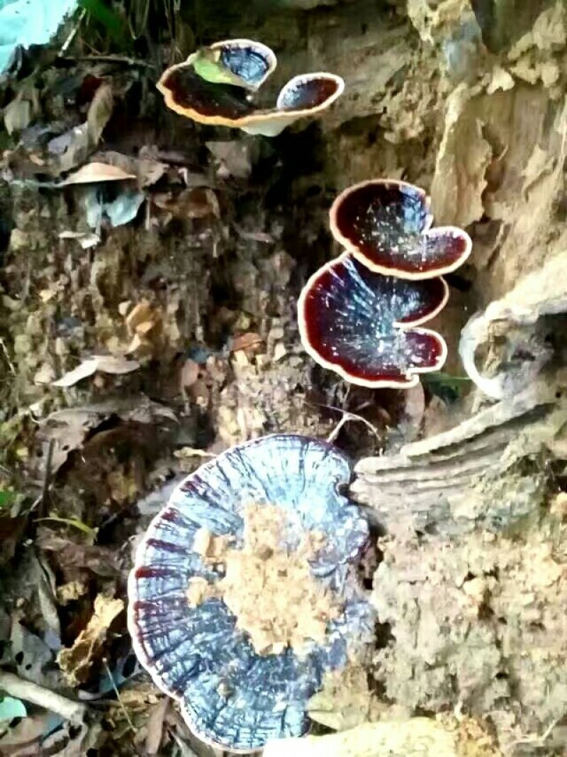 野生黑灵芝