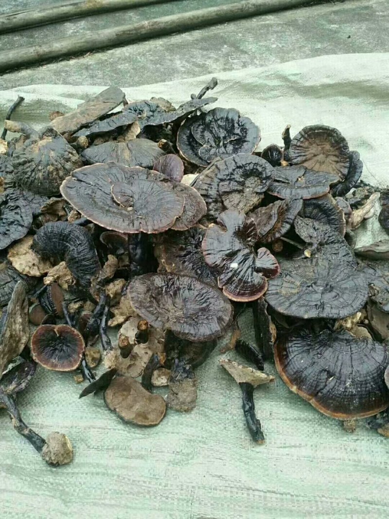 野生黑灵芝