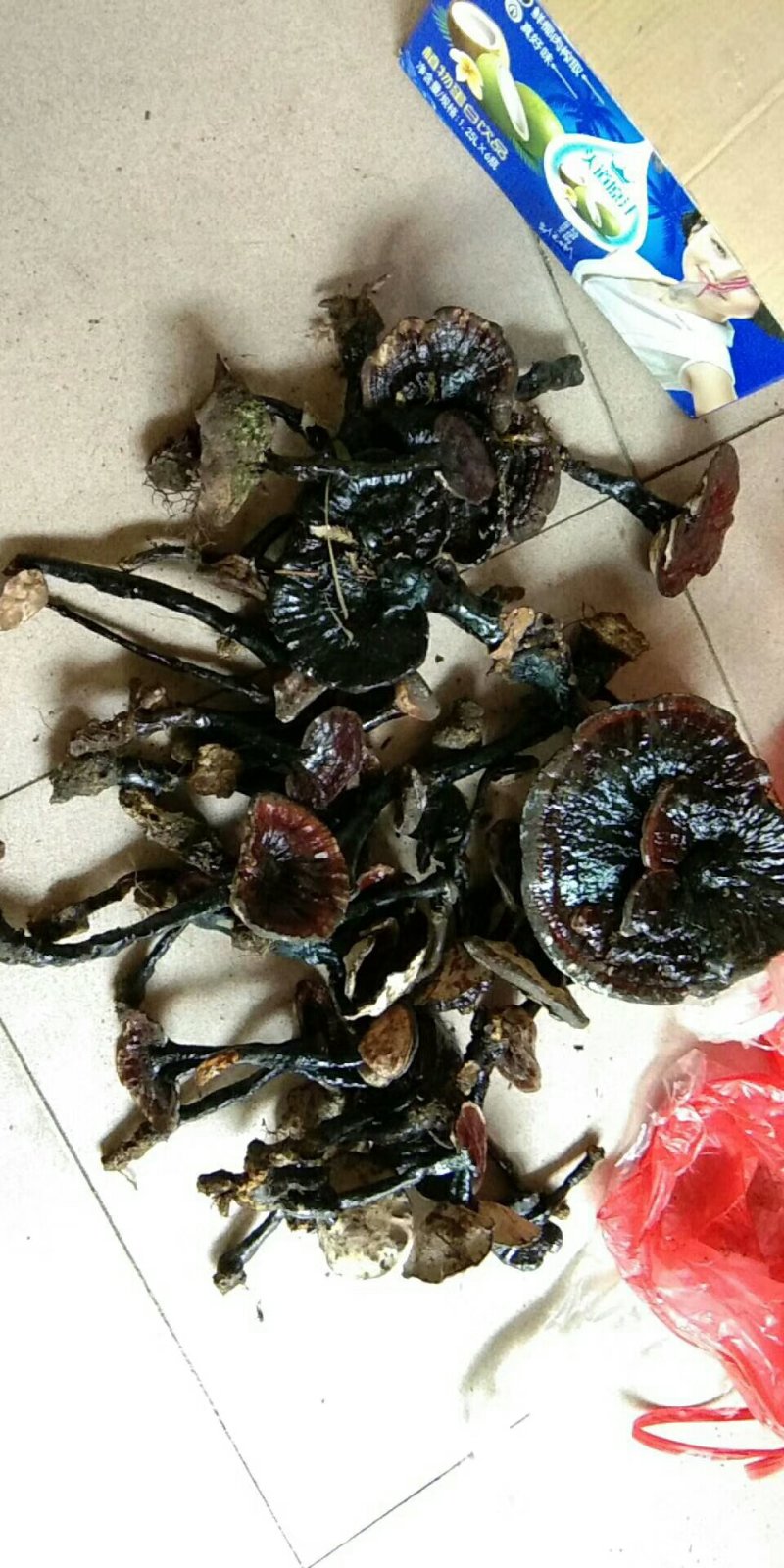 野生黑灵芝