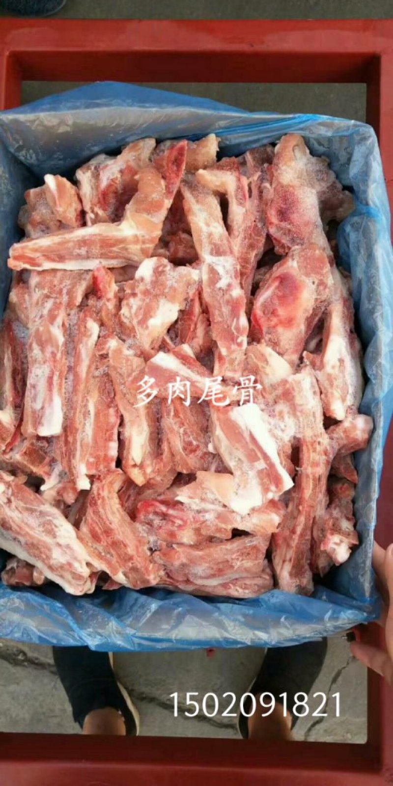 尾骨
