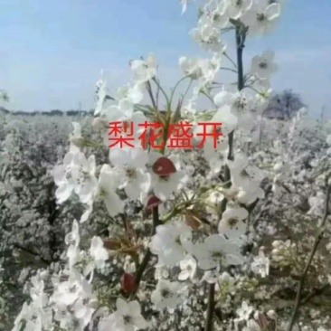梨花粉，膜袋苹果