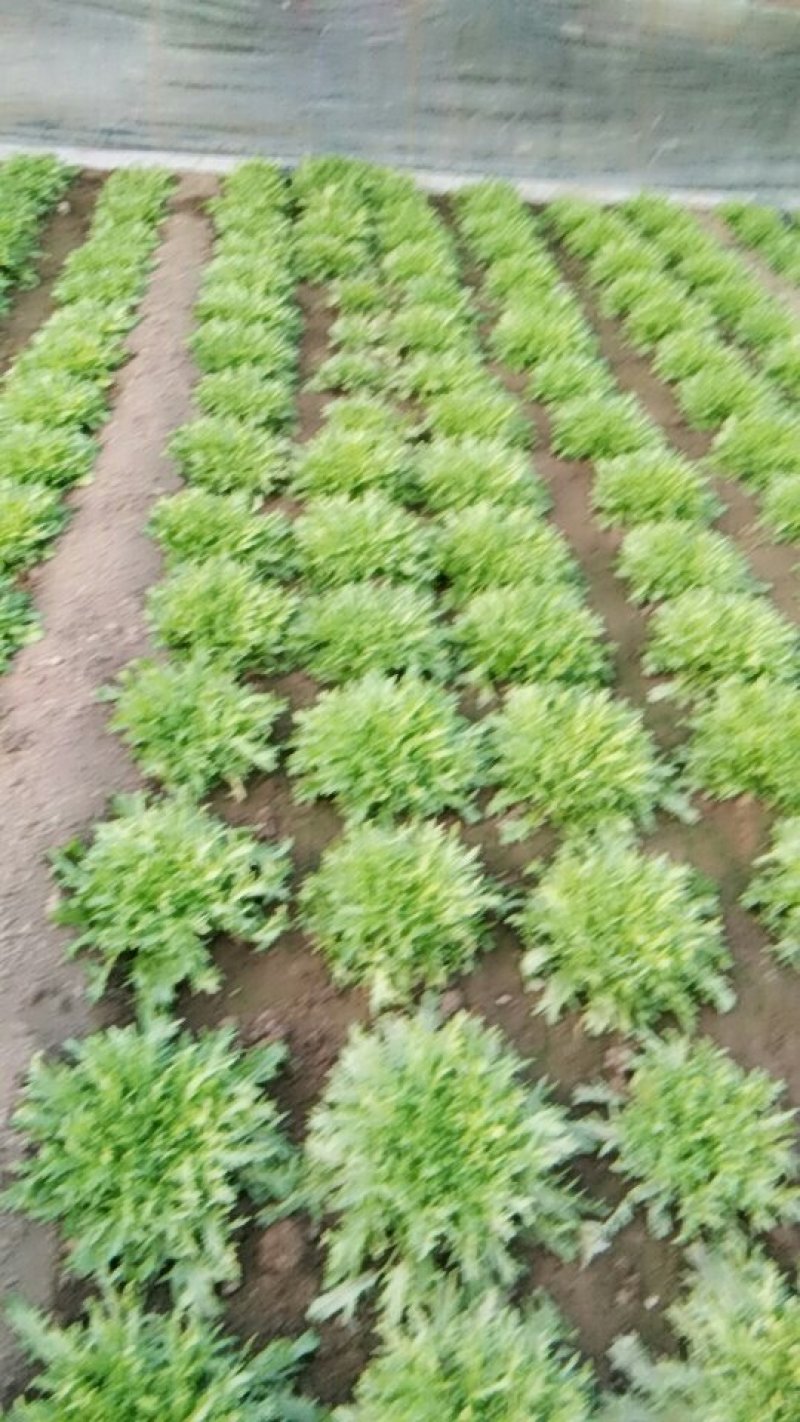 精品苦菊