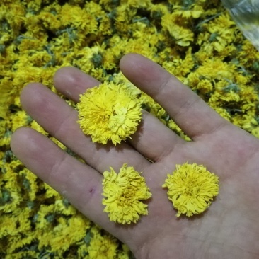 云台冰菊