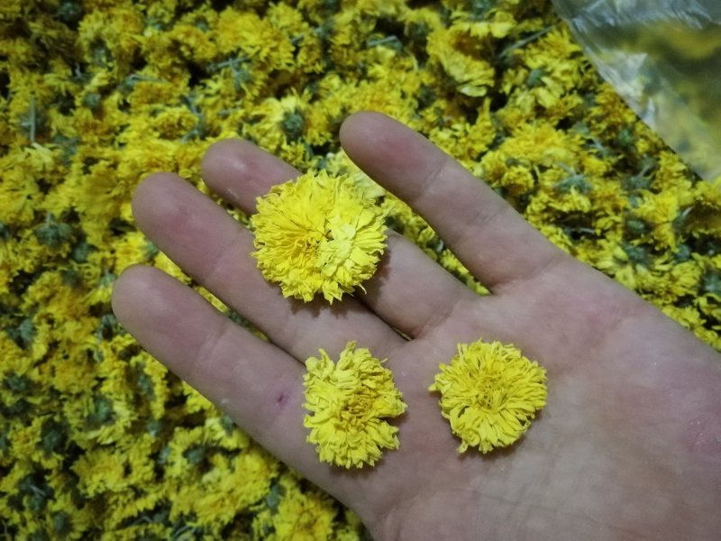 云台冰菊