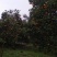 沙糖桔，夏橙