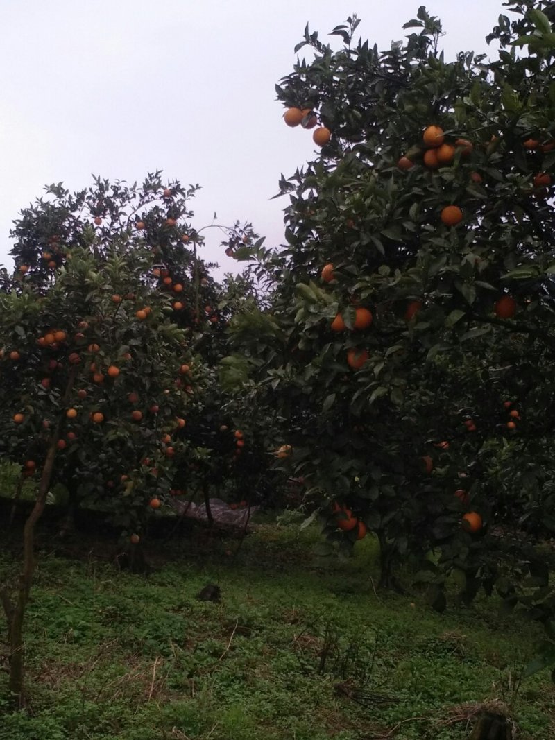 沙糖桔，夏橙