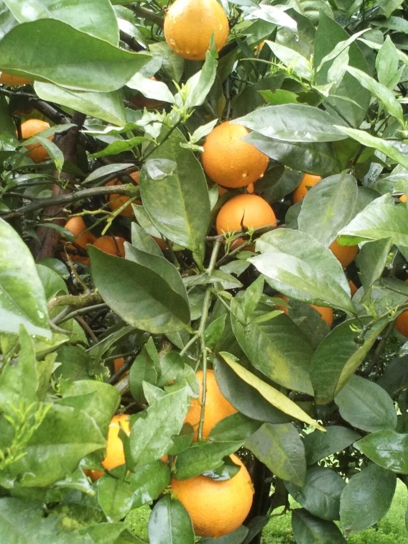 沙糖桔，夏橙