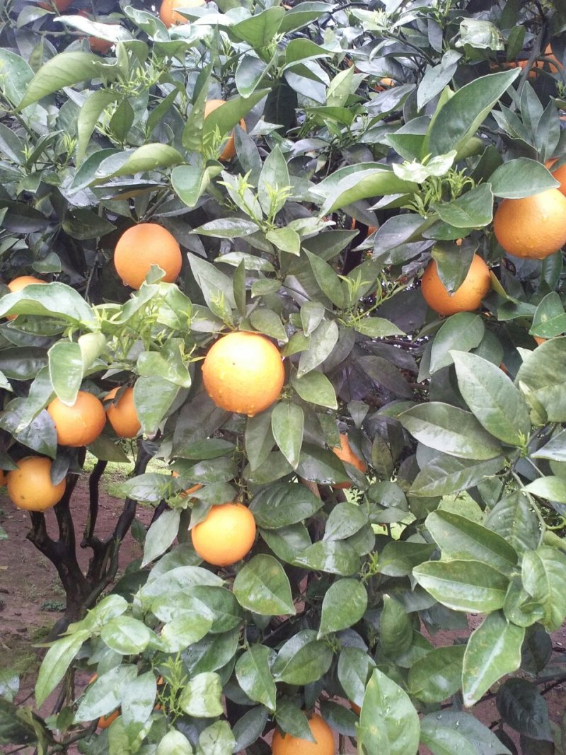 沙糖桔，夏橙