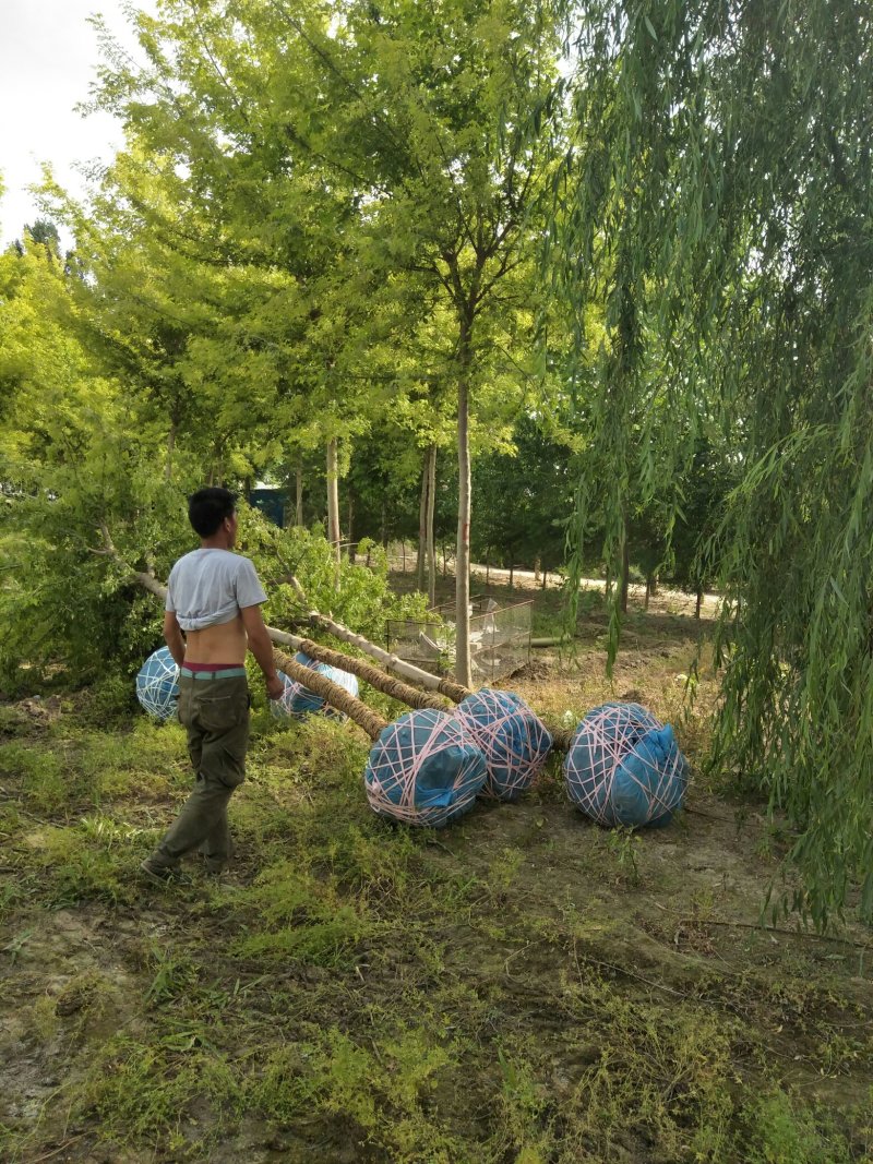 金叶复叶槭五到二十公分质优价廉规格全量大