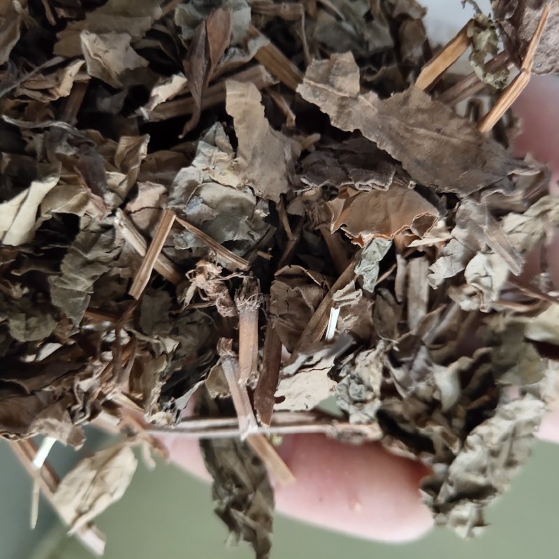 鱼腥草干货新货选过筛新货关书药业