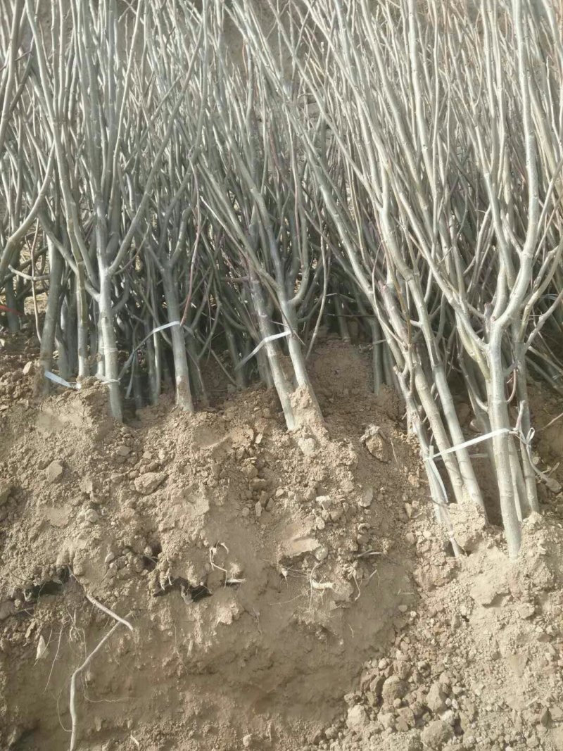 三公分的嫁接核桃树，有分枝的。
