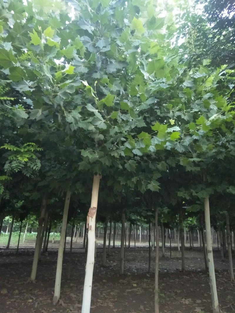 法桐五到三十公分质优价廉规格全量大