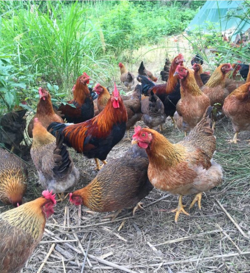 清远鸡麻鸡土鸡味极鲜