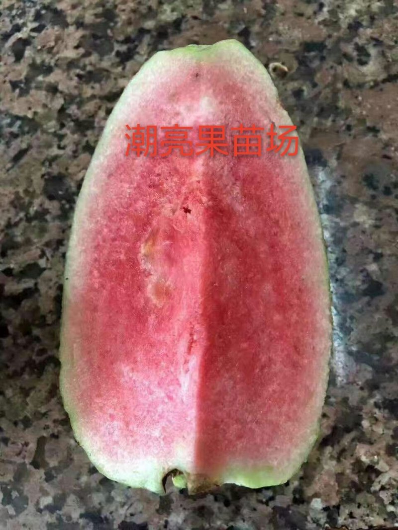 台湾红宝石无籽芭乐苗，少籽番石榴苗