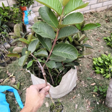 台湾红宝石无籽芭乐苗，少籽番石榴苗