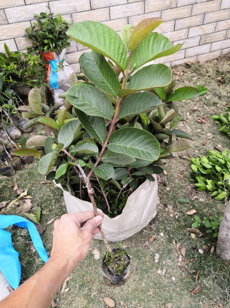 台湾红宝石无籽芭乐苗，少籽番石榴苗