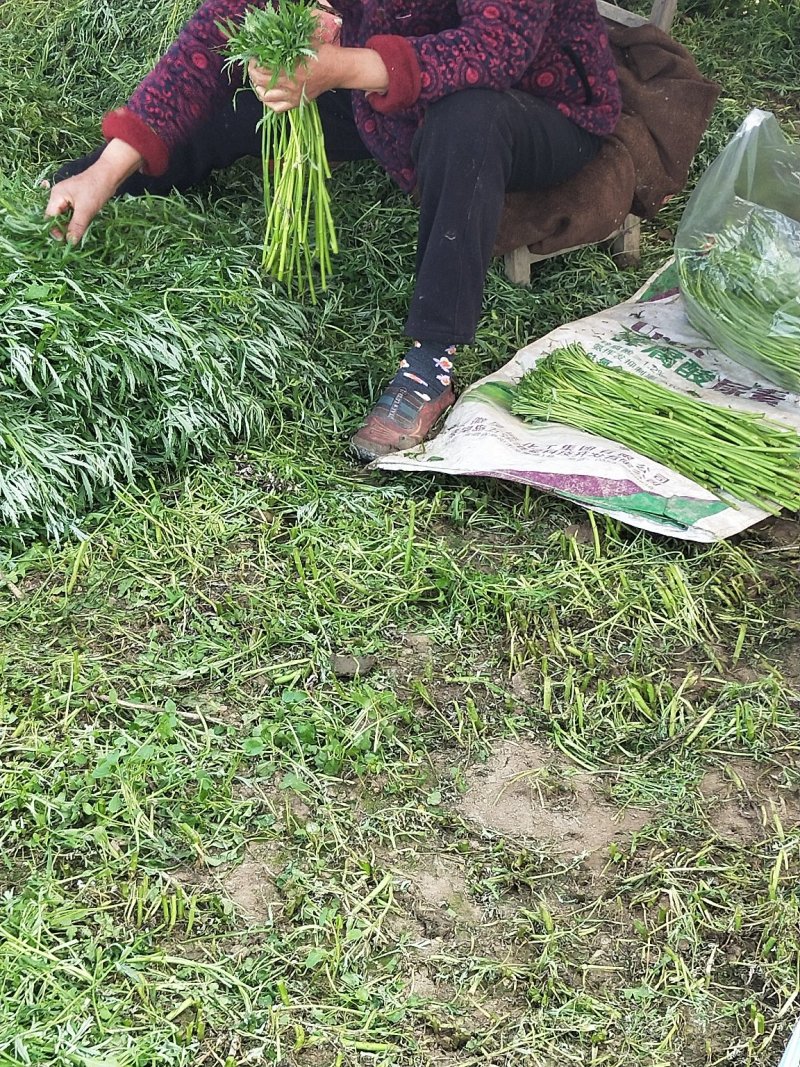 精品四季芦蒿白蒿昆明蒿上市了