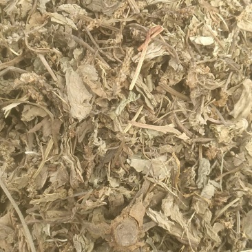 车前草大货野生货挑过草去过杂