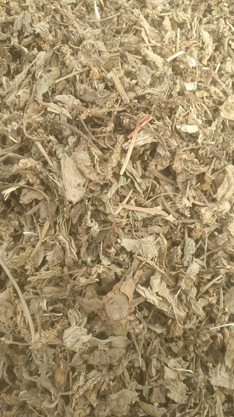 车前草大货野生货挑过草去过杂