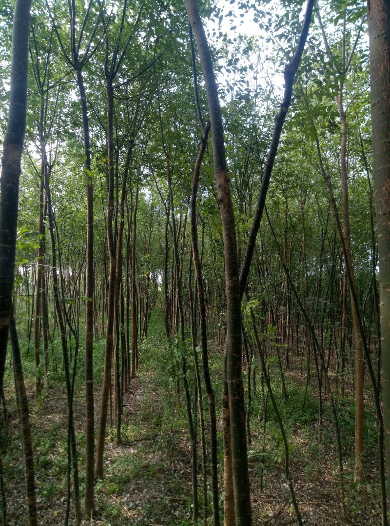 速生国槐3-6公分