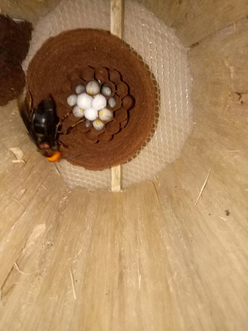 胡蜂