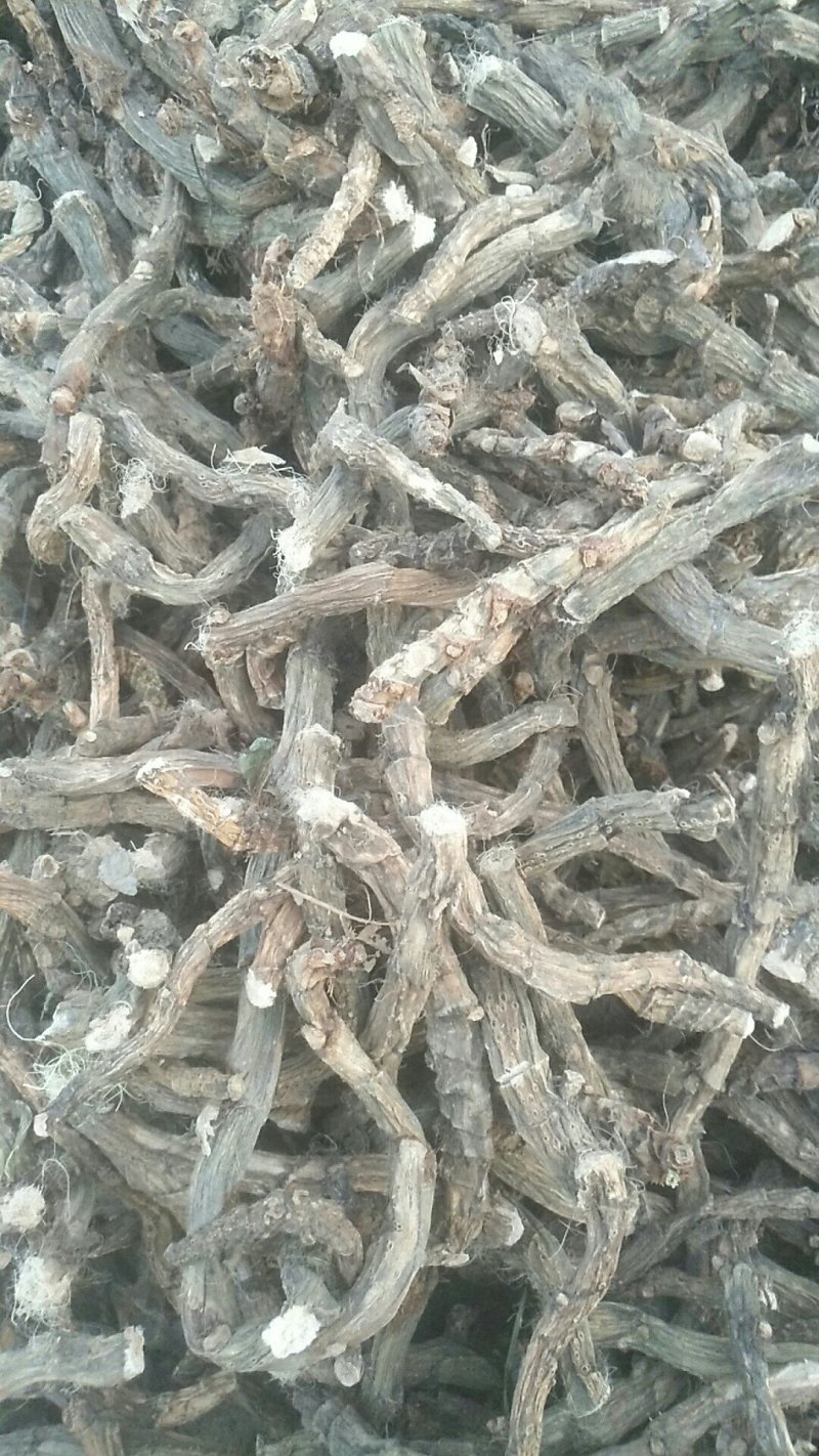 水菖蒲